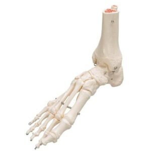 Human Foot & Ankle Skeleton, 13223