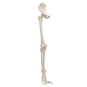 Human Leg Skeleton Model with Hip Bone - 3B