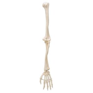 Human Arm Skeleton Model, 2258