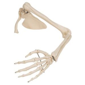 RIghr Arm 2199
