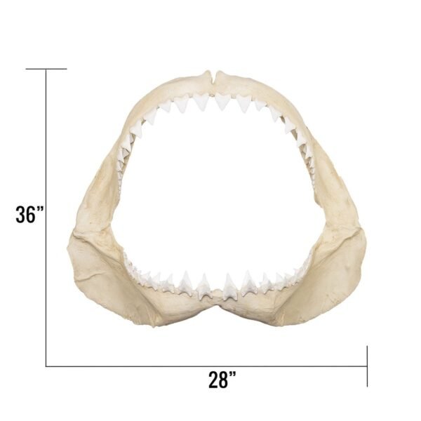 Replica Great White Shark Jaw - Image 4