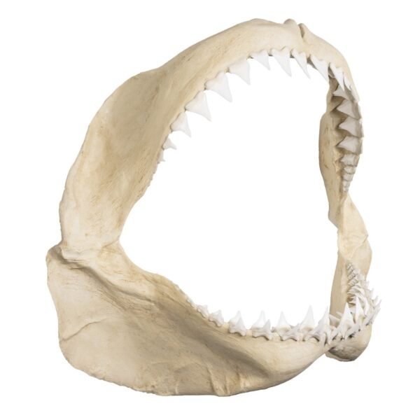 Replica Great White Shark Jaw - Image 2