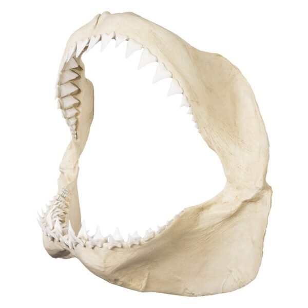 Replica Great White Shark Jaw - Image 3