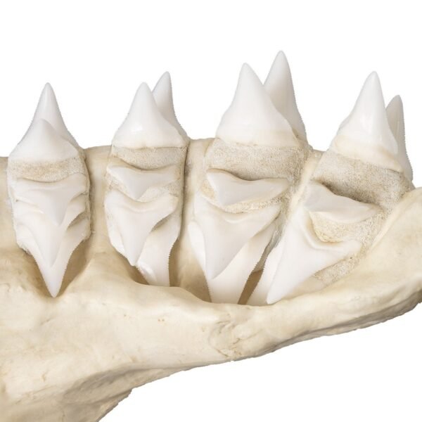 Replica Great White Shark Jaw - Image 6