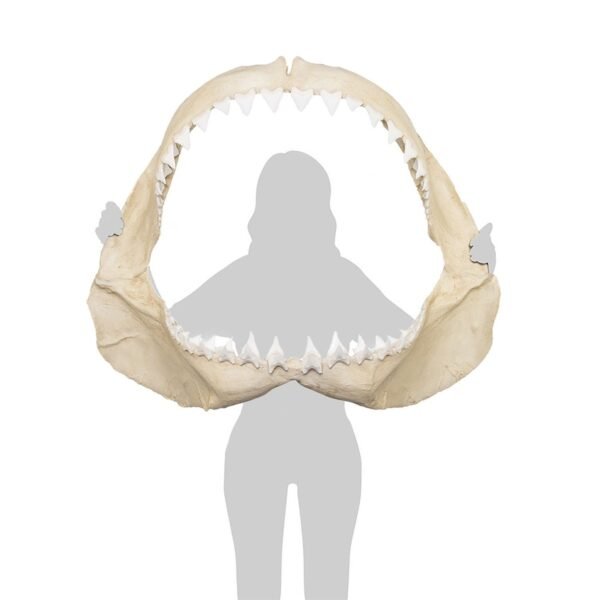 Replica Great White Shark Jaw - Image 5