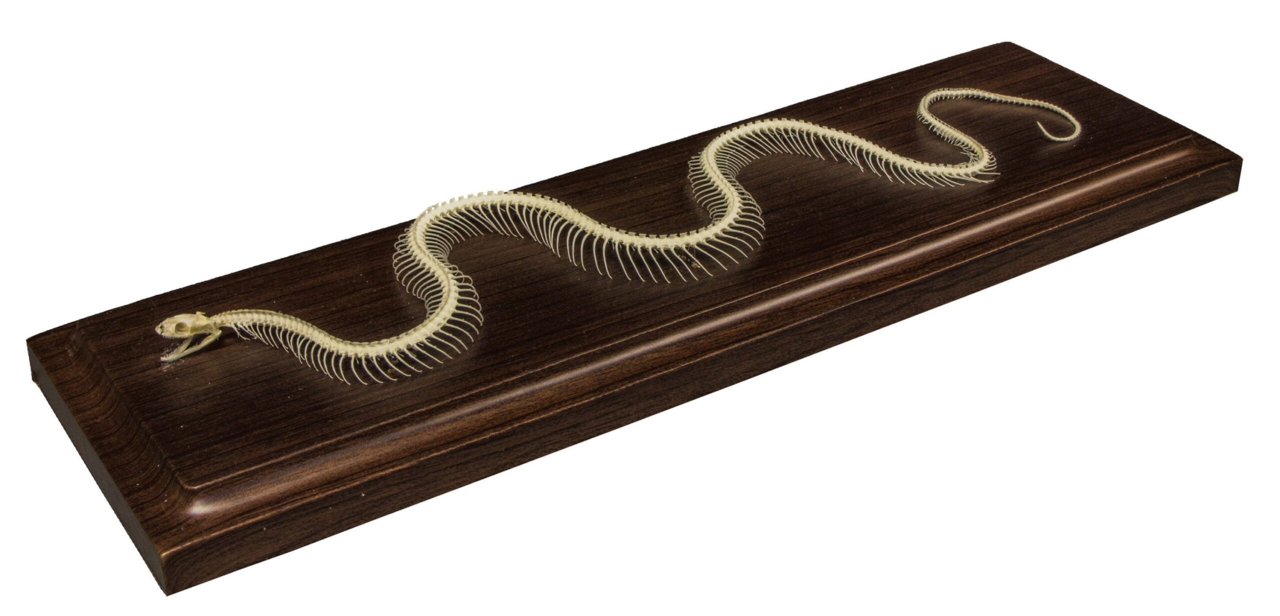 Real Non-venomous Snake Skeleton - Economy - Image 4