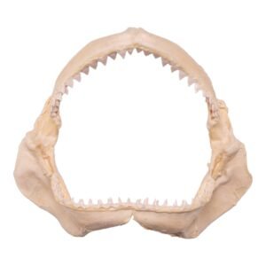 Real Bull Shark Jaw 13.6