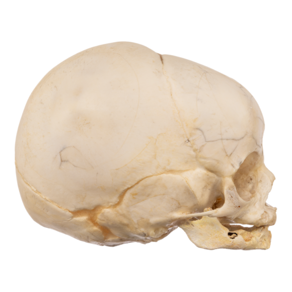 Real Research Quality Human Fetal Skull
13193 - Image 3