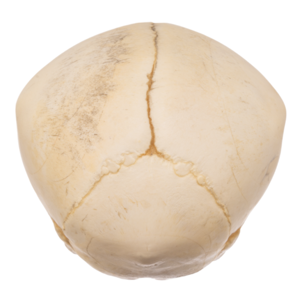 Real Research Quality Human Fetal Skull
13193 - Image 4