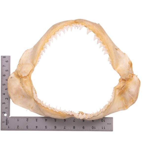 Real Bignose Shark Jaw (13.5") - Image 3