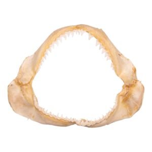 Real Bignose Shark Jaw (13.5")