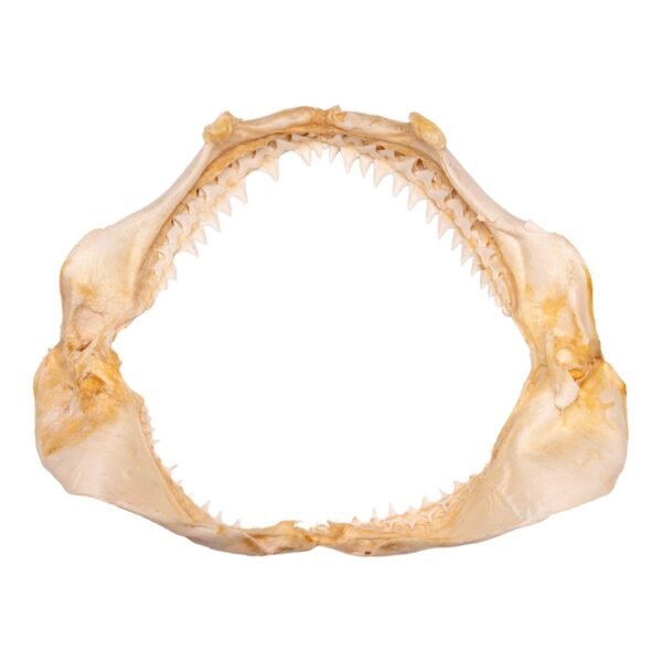 Real Bignose Shark Jaw (13.5") - Image 2