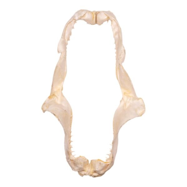 Real Smalltooth Sand Tiger Jaw (9.4") - Image 2
