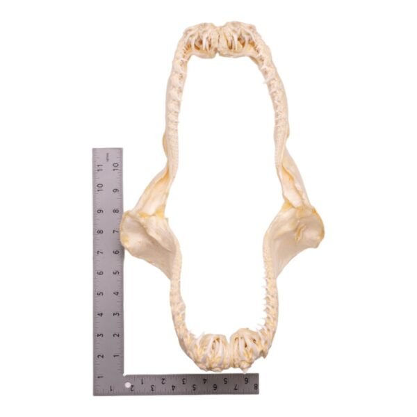 Real Smalltooth Sand Tiger Jaw (9.4") - Image 3