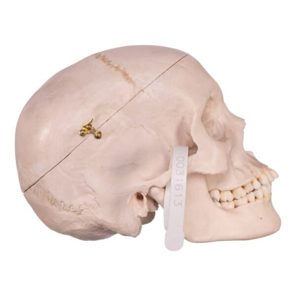 Real Human Skull 21612 - Image 2