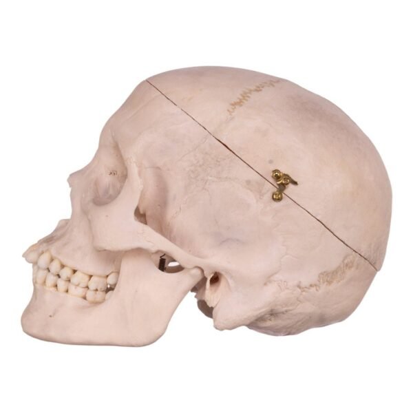 Real Human Skull 21612 - Image 3