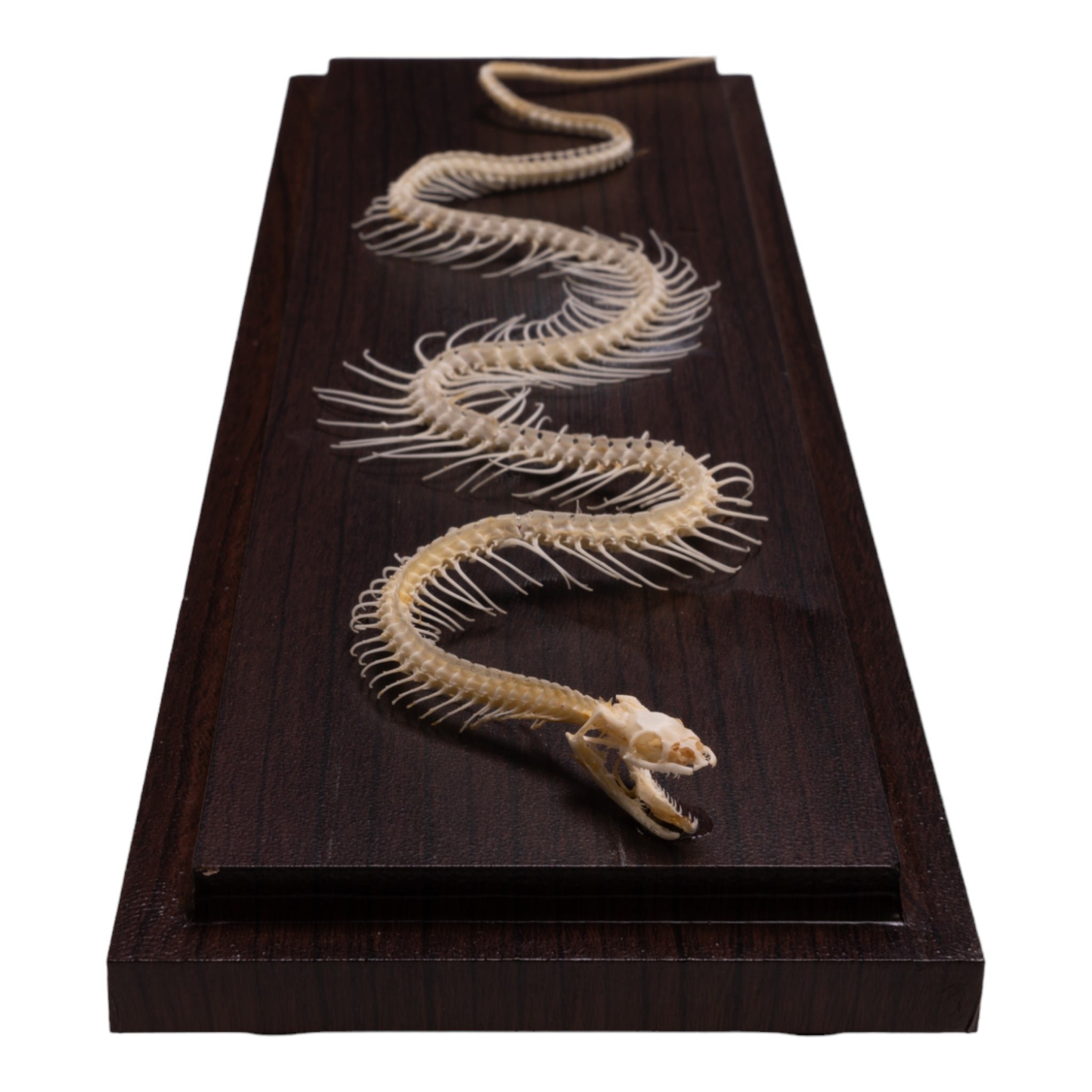 Real Non-venomous Snake Skeleton - Economy - Image 2
