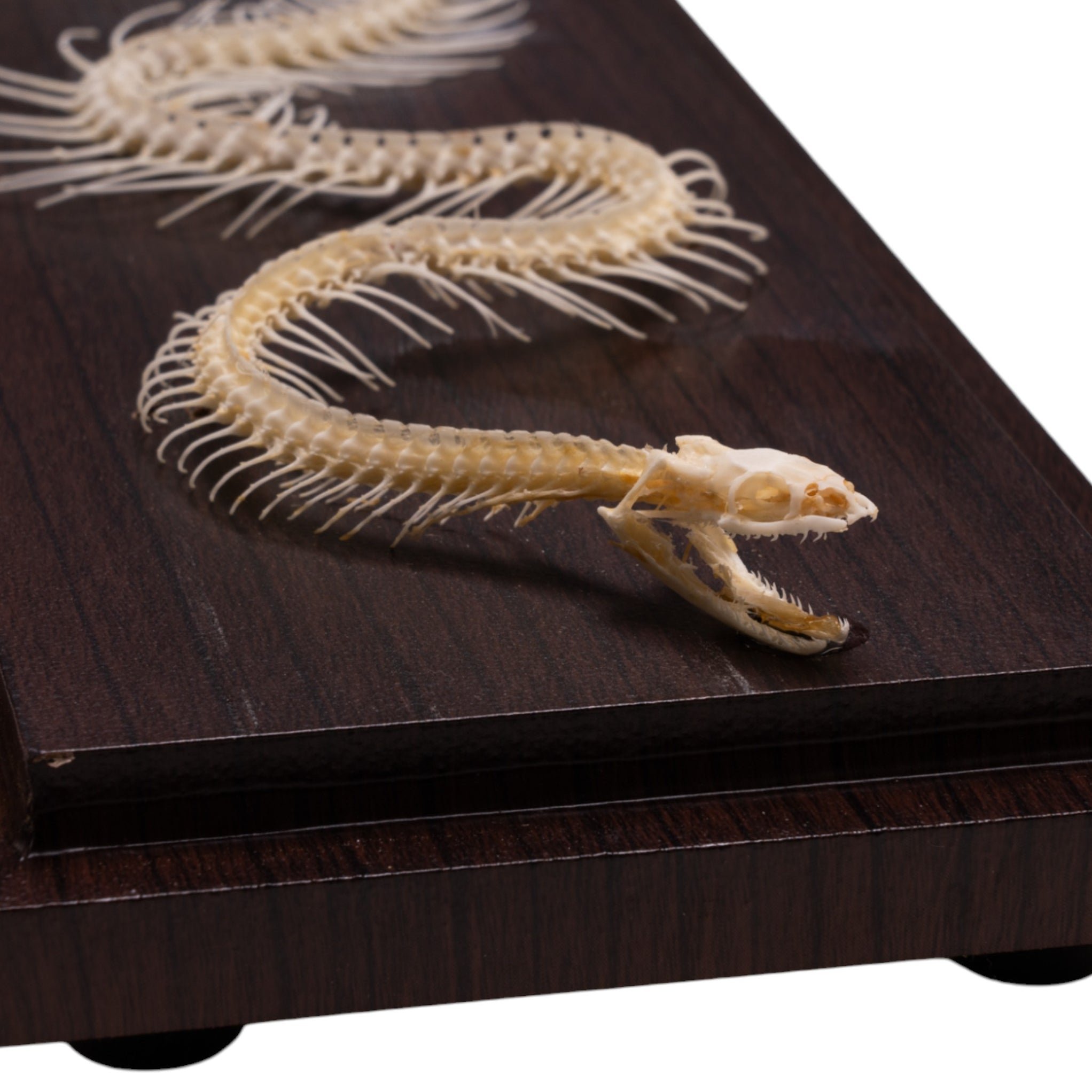 Real Non-venomous Snake Skeleton - Economy