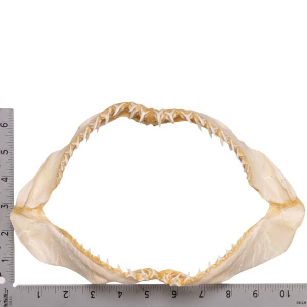 Real Bigeye Thresher Shark Jaw (10.7") - Image 3