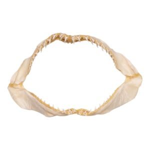 Real Bigeye Thresher Shark Jaw (10.7")
