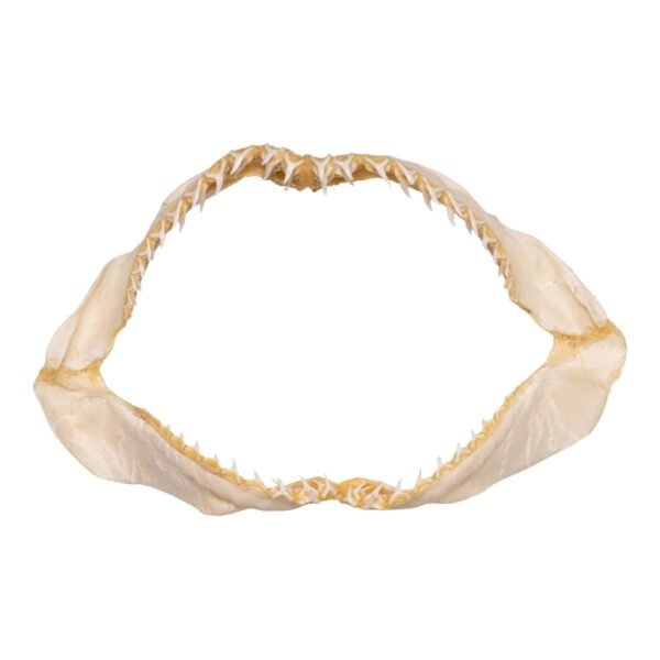 Real Bigeye Thresher Shark Jaw (10.7")