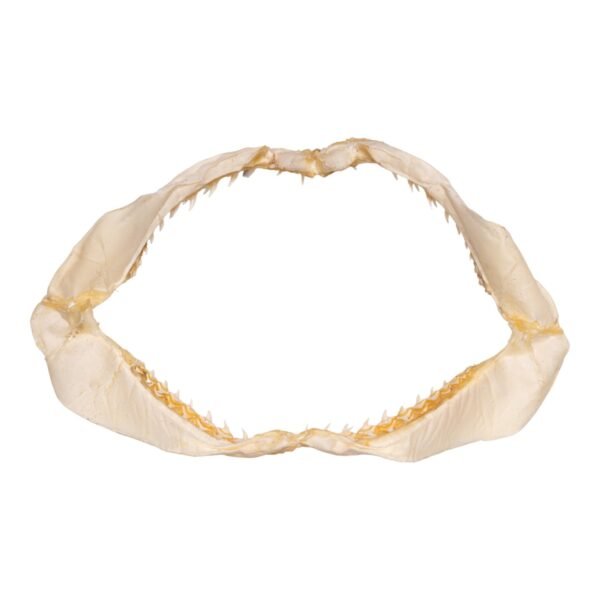 Real Bigeye Thresher Shark Jaw (10.7") - Image 2