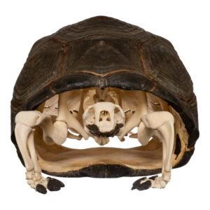 Real Aldabra Tortoise Skeleton - Articulated