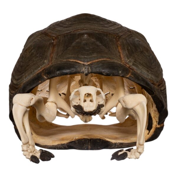 Real Aldabra Tortoise Skeleton - Articulated