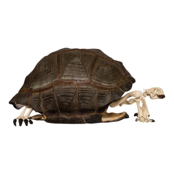 Real Aldabra Tortoise Skeleton - Articulated - Image 2