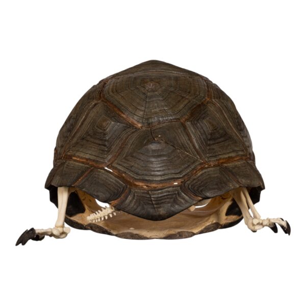 Real Aldabra Tortoise Skeleton - Articulated - Image 4
