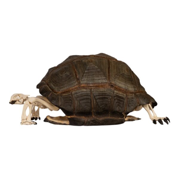 Real Aldabra Tortoise Skeleton - Articulated - Image 3