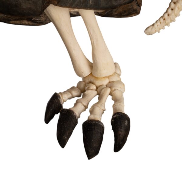 Real Aldabra Tortoise Skeleton - Articulated - Image 6