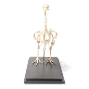 Chicken Skeleton (Gallus gallus domesticus), Specimen