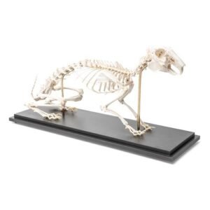 Rabbit Skeleton (Oryctolagus cuniculus var.