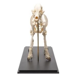 Dog Skeleton (Canis lupus familiaris)
