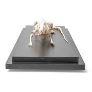 Rat Skeleton (Rattus rattus), Specimen