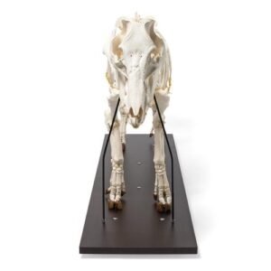 Domestic Pig Skeleton (Sus scrofa domesticus), Male,