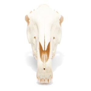 Horse Skull (Equus ferus caballus)