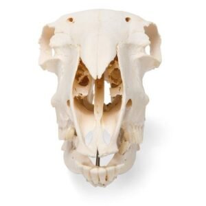 Domestic Sheep Skull (Ovis aries)