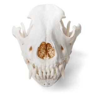 Dog Skull (Canis lupus familiaris)