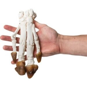 Domestic Pig Foot (Sus scrofa domesticus)