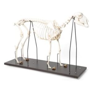 Domestic Sheep Skeleton (Ovis aries), Female,