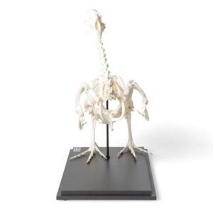 Goose Skeleton (Anser anser domesticus), Specimen
