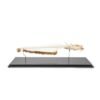 Skeleton of European Catfish (Silurus glanis) - Image 4