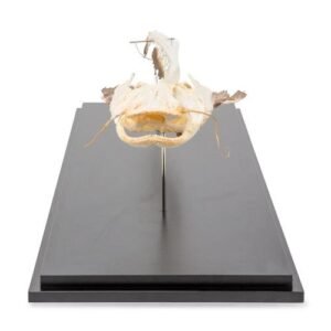 Skeleton of European Catfish (Silurus glanis)