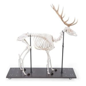 Red Deer Skeleton (Cervus elaphus), male