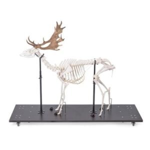 Fallow Deer Skeleton (Dama dama), male