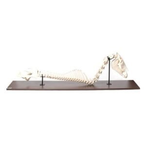 Horse (Equus ferus caballus)