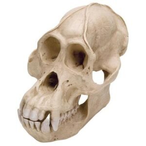 Orangutan Skull (Pongo pygmaeus) Male