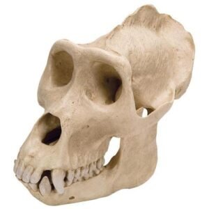 Gorilla Skull (Gorilla gorilla) Male